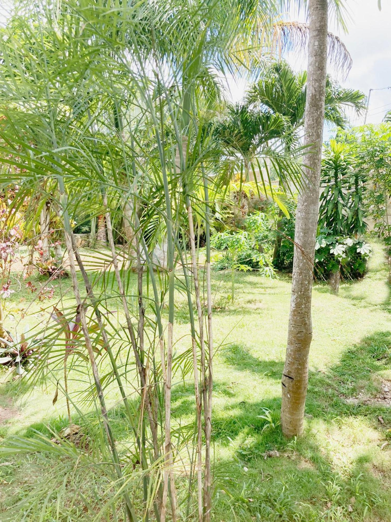 Green Paradise Leona Vicario Exterior photo