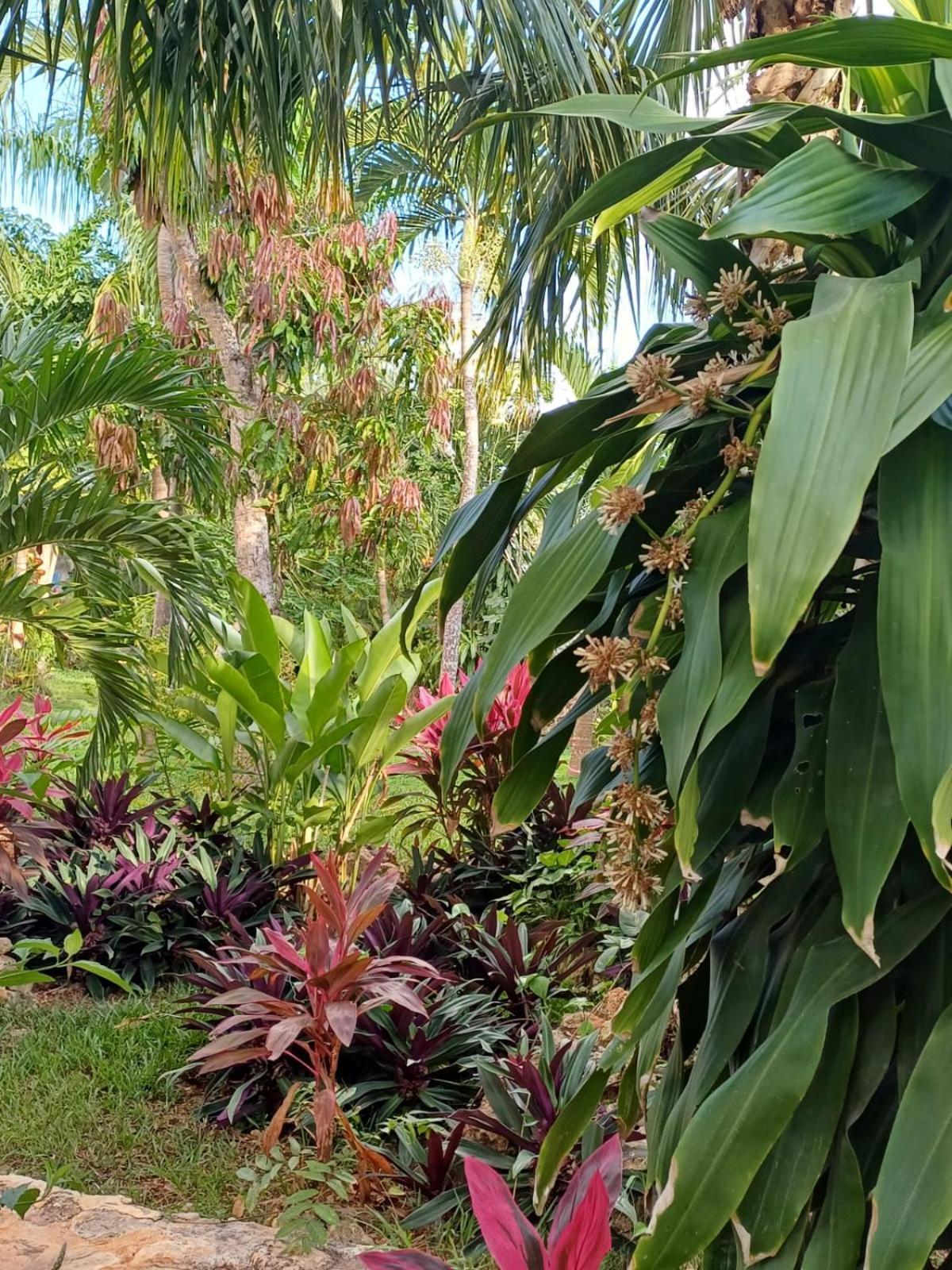 Green Paradise Leona Vicario Exterior photo